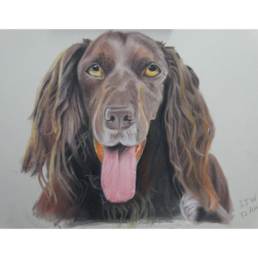 Bespoke Pet Portraits by Ian Worth