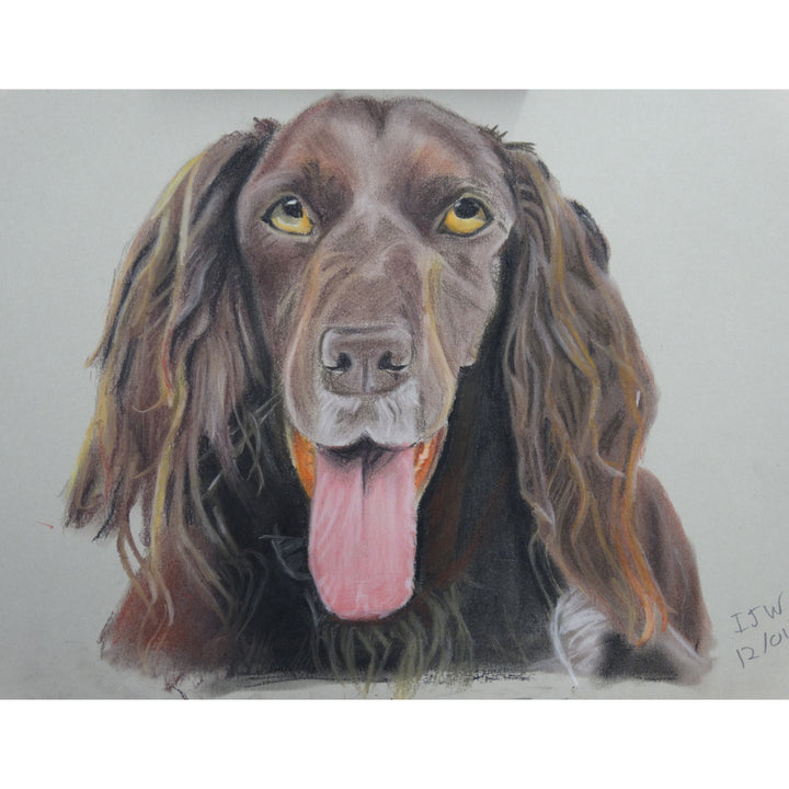 Bespoke Pet Portraits by Ian Worth