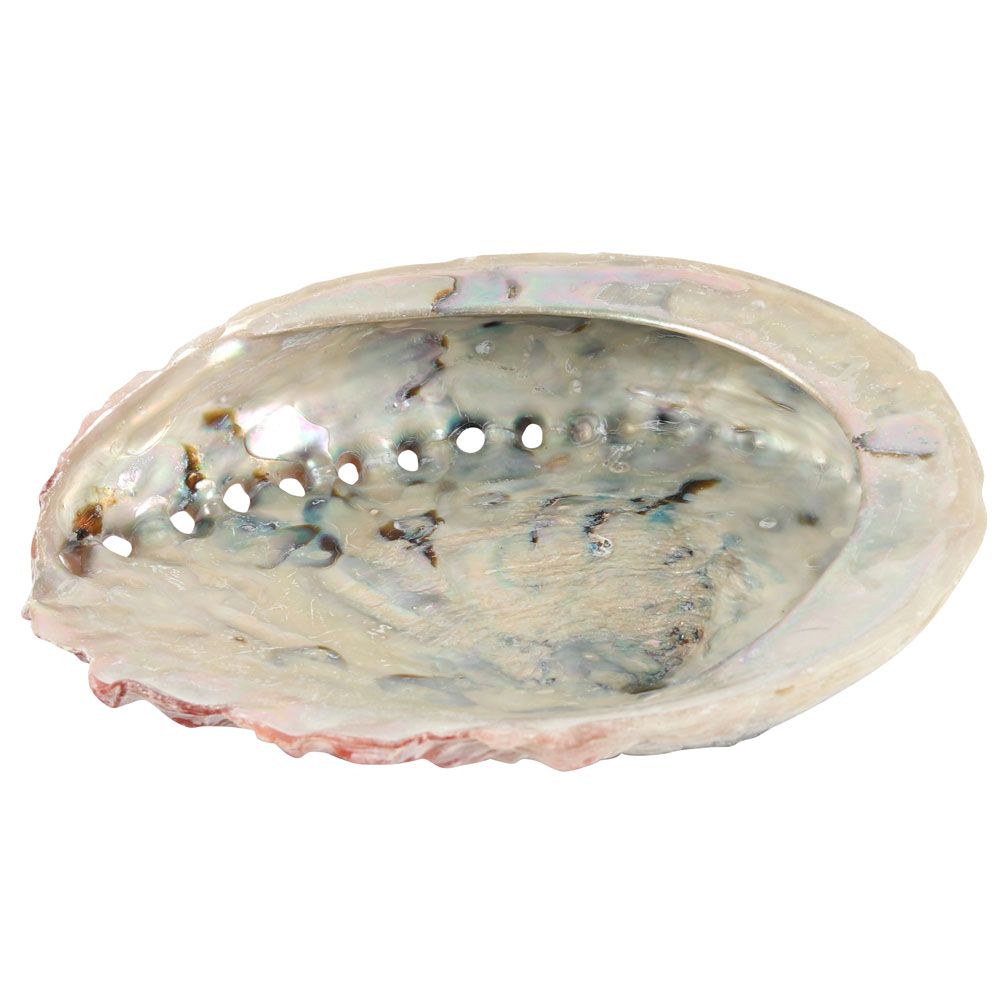 Large Abalone Shell 12-14cm